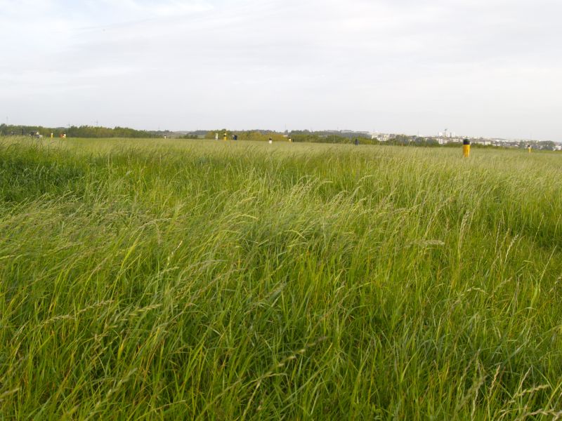 Rekultywowana kwatera - wierzchowina