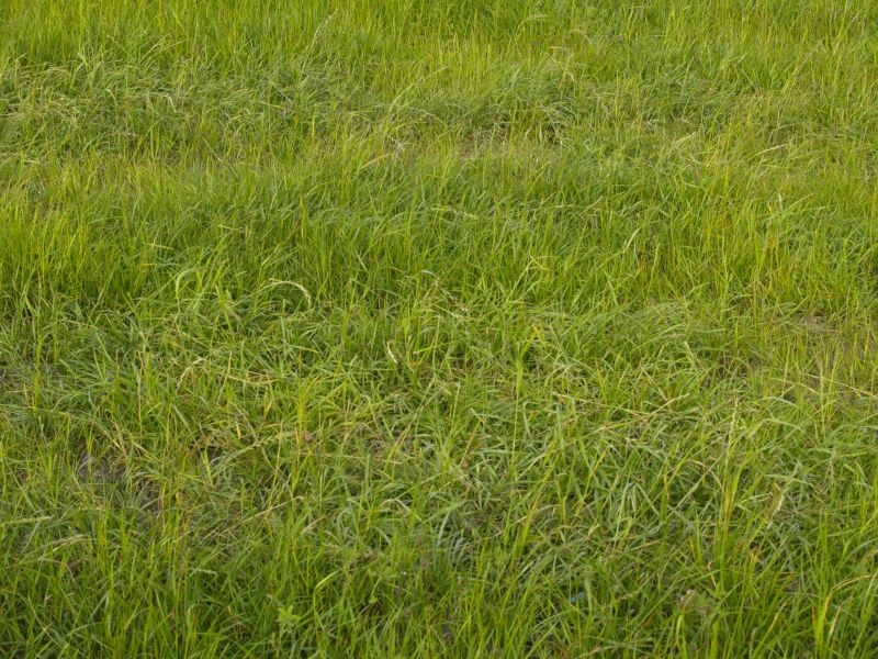 Rekultywowana kwatera - wierzchowina