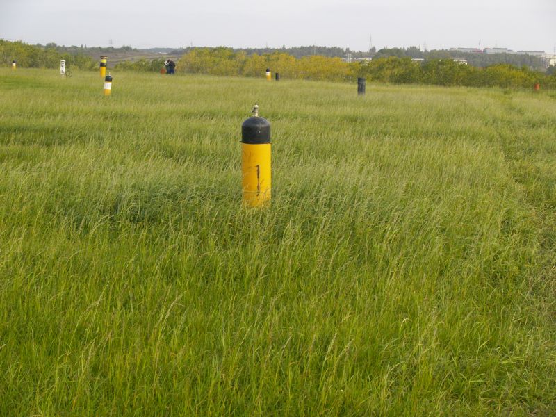 Rekultywowana kwatera - wierzchowina