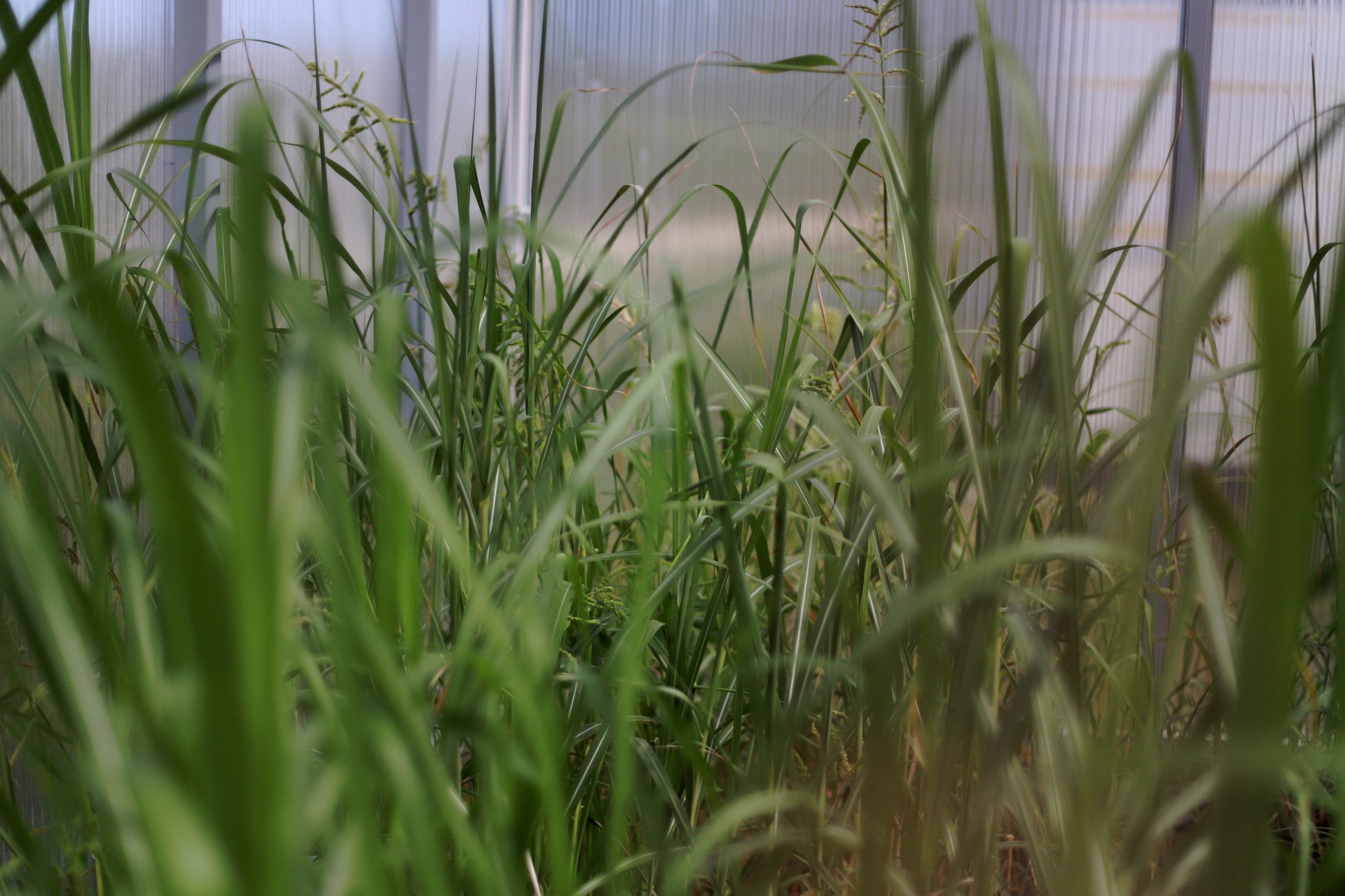 Co słychać u miskantów?