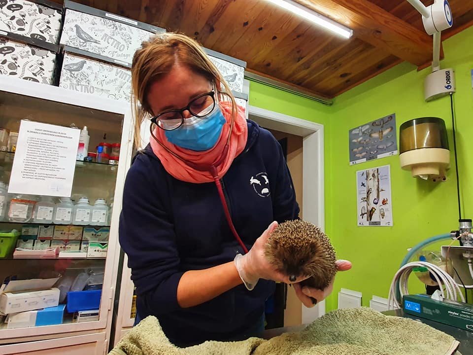 W trosce o dzikość – wywiad z Beatą Rydelek, prezeską fundacji PORDZ “Ostoja”