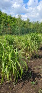 Miskanty rosną w siłę