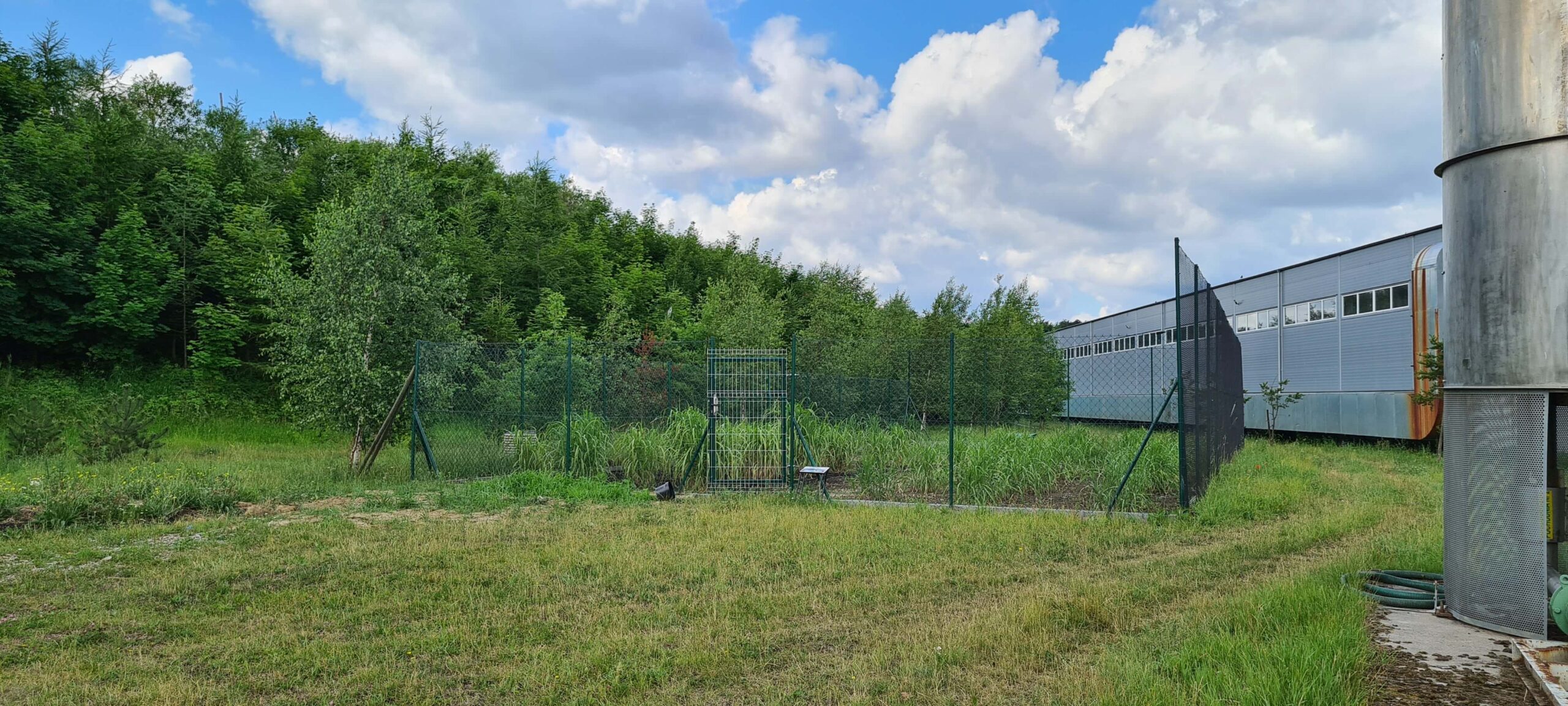 Obiecujące wyniki naszego miskanta