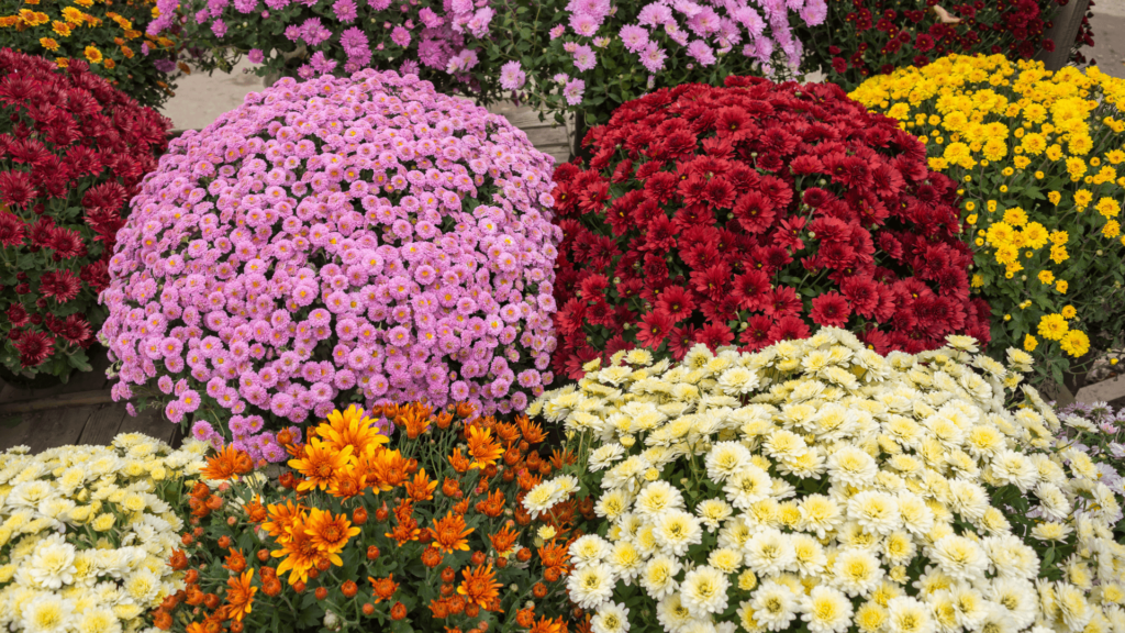 Wszystkich Świętych