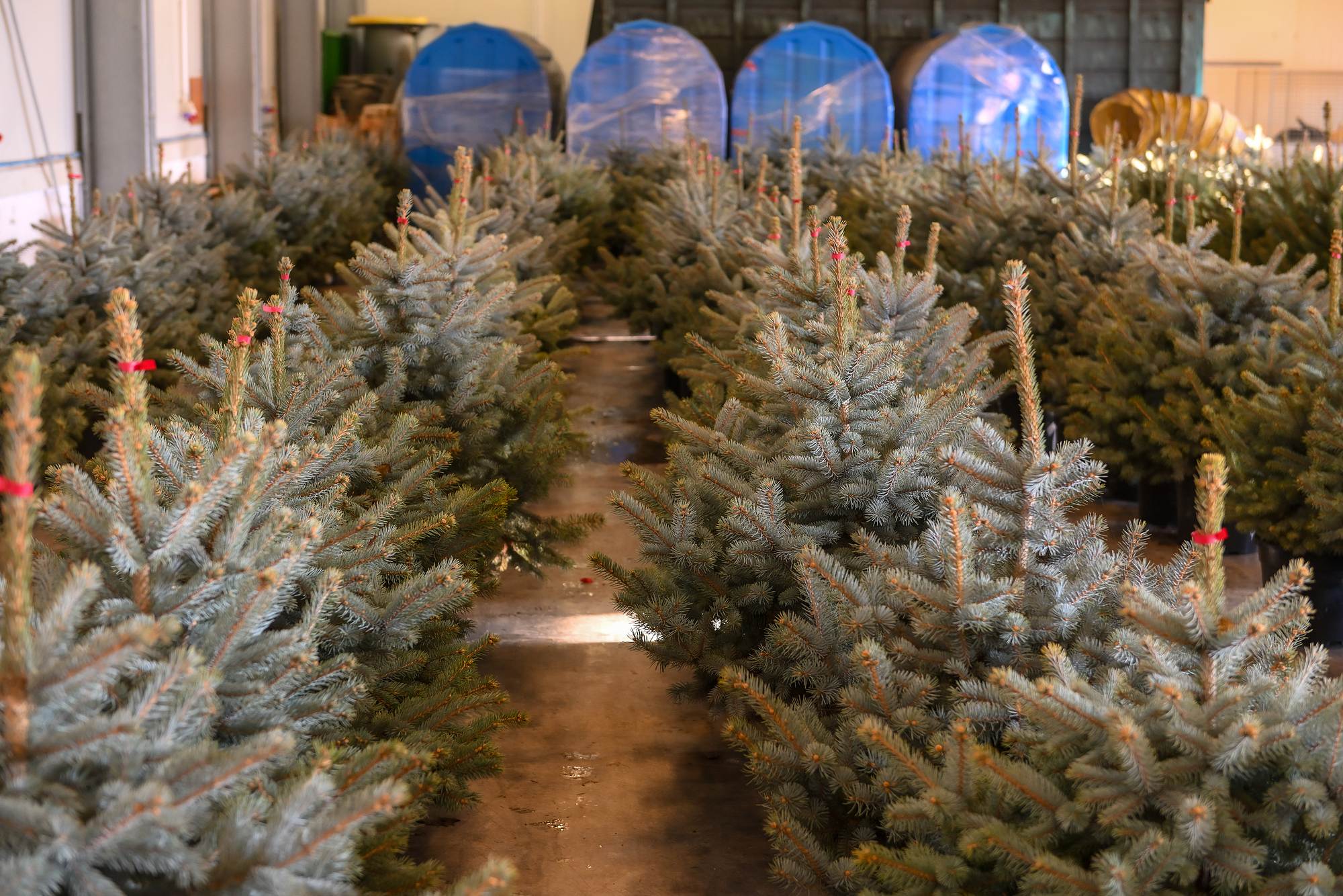 Wszystkie choinki znalazły swój dom! Zebraliśmy blisko 27 tys. zł!