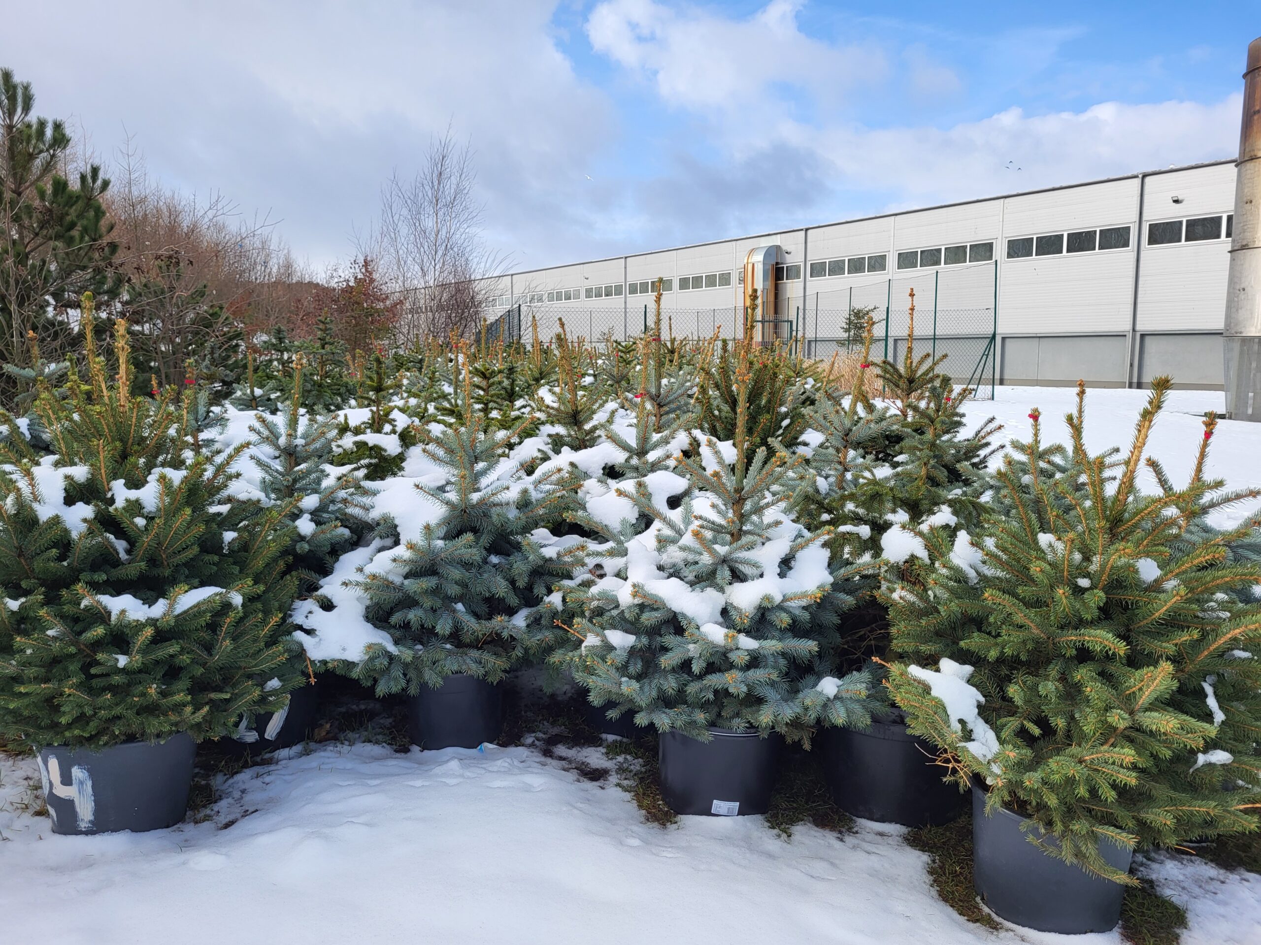 Powroty choinek do zakładowej szkółki