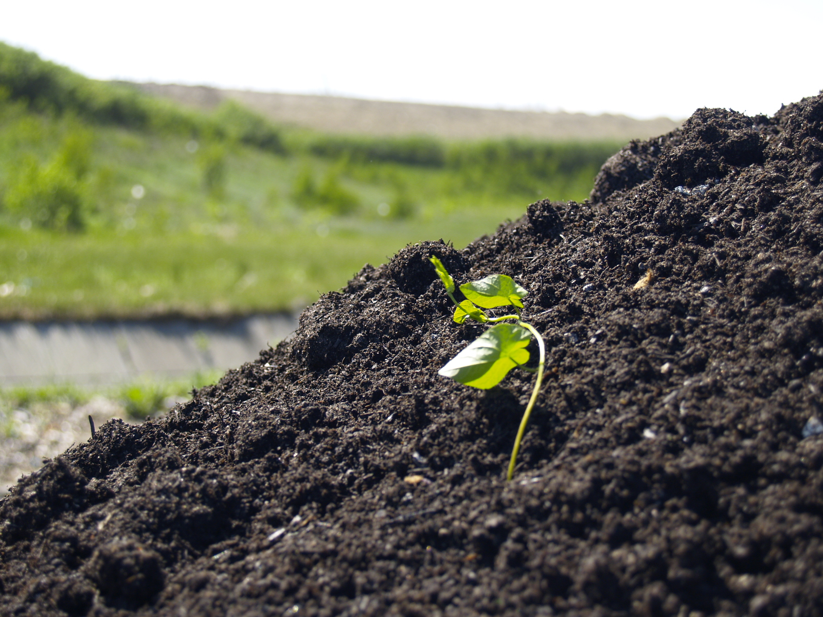 Koniec gorączki Czarnego złota ogrodników