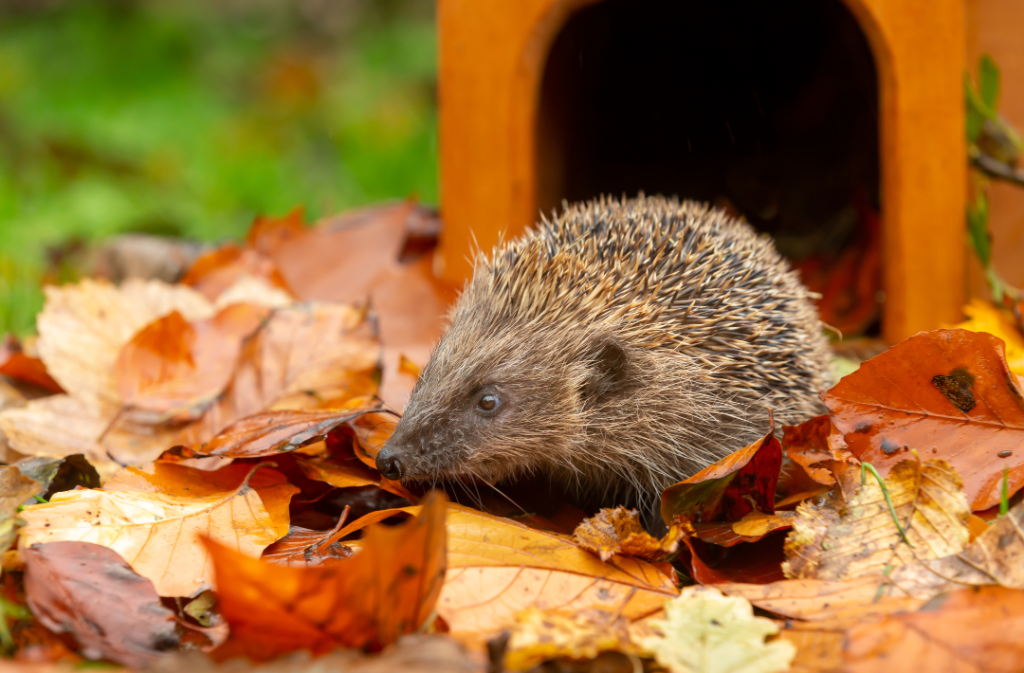 Uważaj na jeże - domek dla jeża w ogrodzie