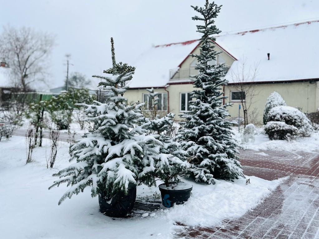 Daj drugie życie swojej choince!