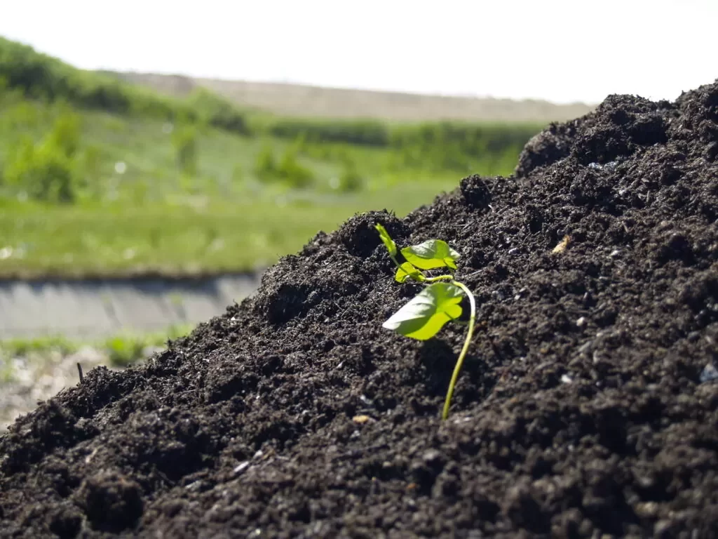 Kompost ponownie dostępny!