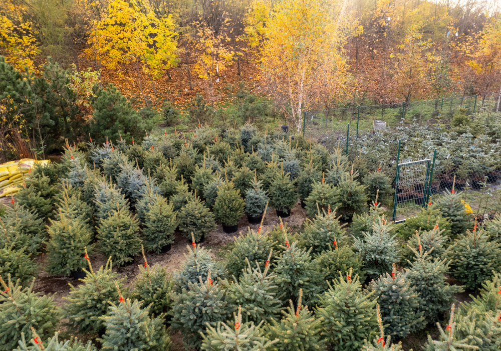 Ostatnia szansa na zielone drzewka!