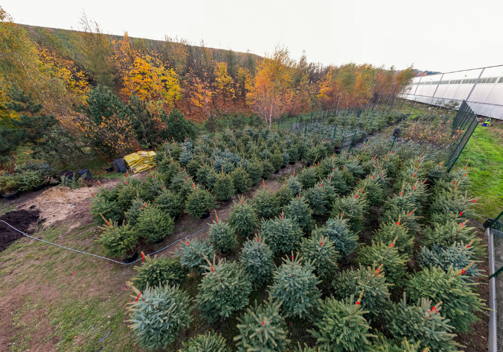 Świerkowa wypożyczalnia