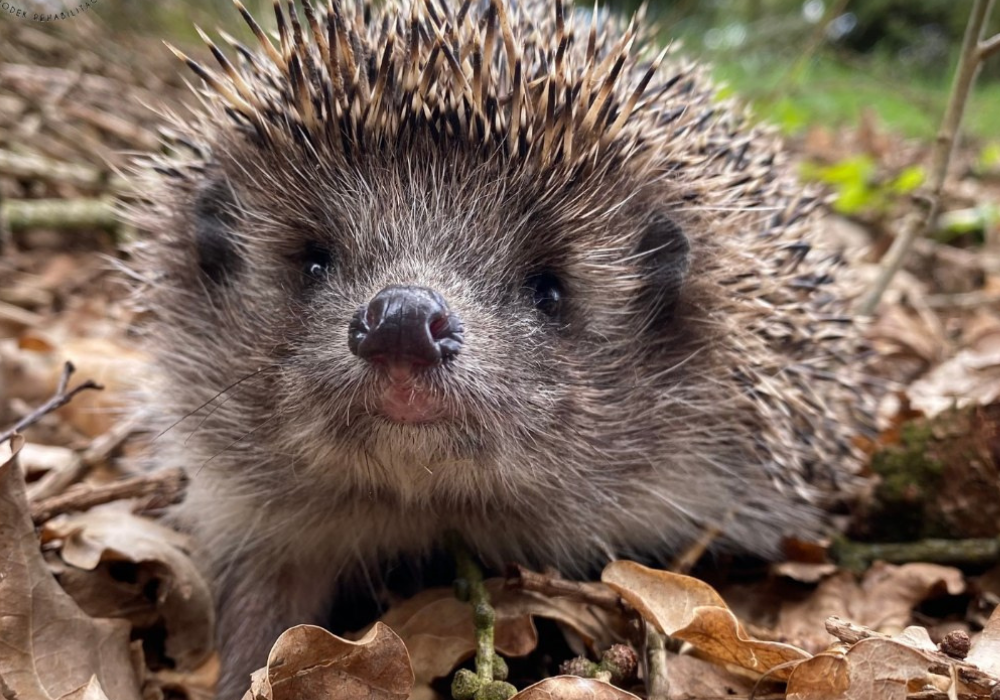 Zakład Utylizacyjny Sp. z o. o. w Gdańsku