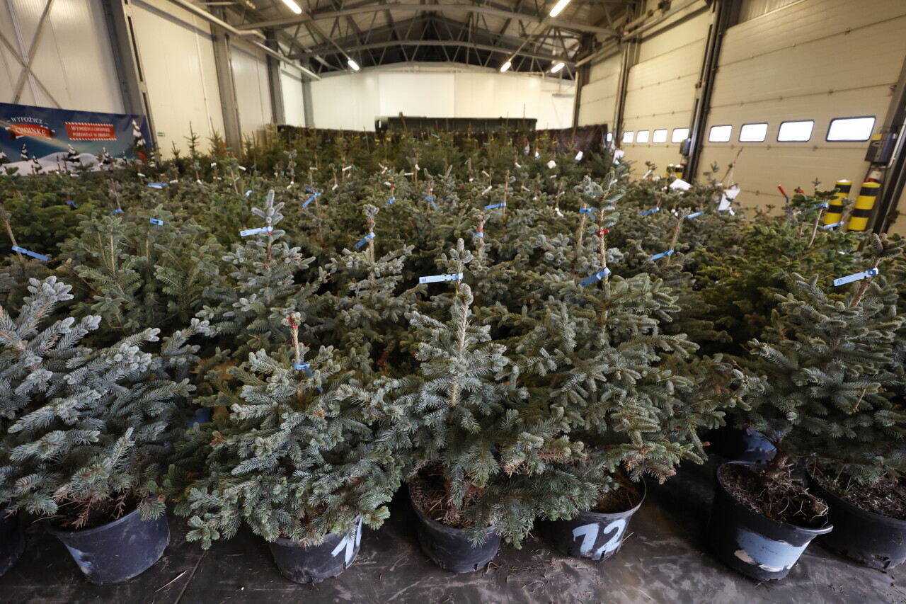 Dwa sposoby na choinkę