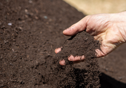 Czarne bio złoto 🏆