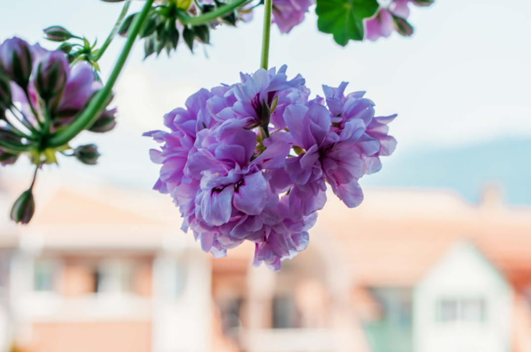 Ogród, który żyje – krok w stronę bioróżnorodności